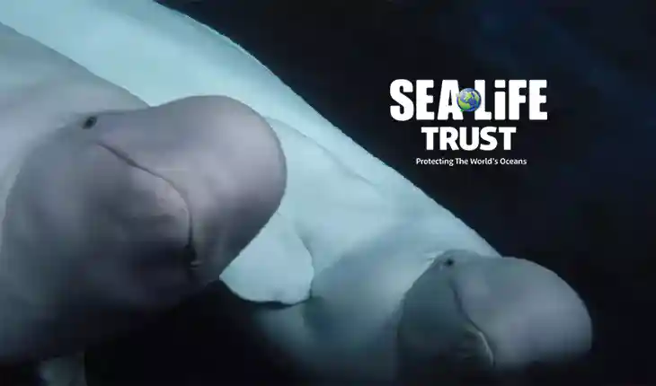  Sea-Life Kampanjakoodi